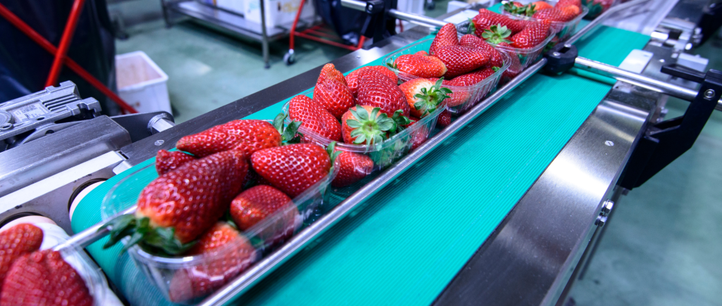 Ultra Durable Conveyor Belts for Agricultural Industry in vegetable processing